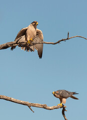 Faucon lanier,.Falco biarmicus, Lanner Falcon