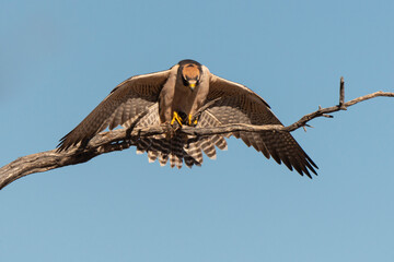Faucon lanier,.Falco biarmicus, Lanner Falcon