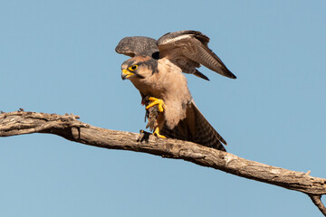 Faucon lanier,.Falco biarmicus, Lanner Falcon