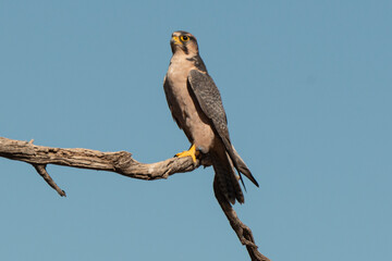 Faucon lanier,.Falco biarmicus, Lanner Falcon