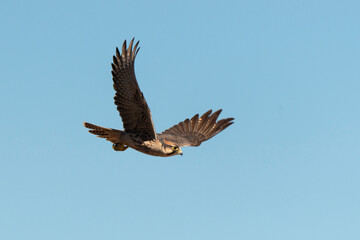 Faucon lanier,.Falco biarmicus, Lanner Falcon
