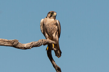 Faucon lanier,.Falco biarmicus, Lanner Falcon