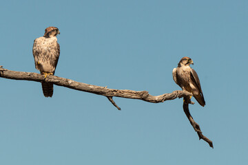 Faucon lanier,.Falco biarmicus, Lanner Falcon