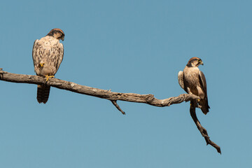 Faucon lanier,.Falco biarmicus, Lanner Falcon