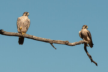 Faucon lanier,.Falco biarmicus, Lanner Falcon