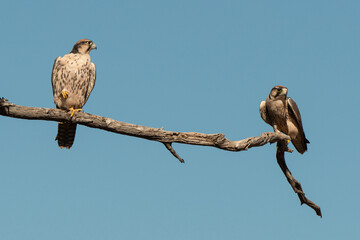 Faucon lanier,.Falco biarmicus, Lanner Falcon