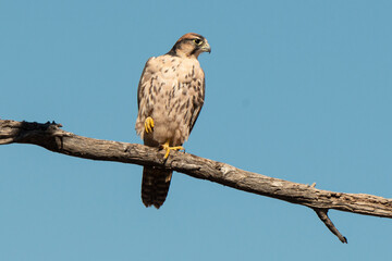 Faucon lanier,.Falco biarmicus, Lanner Falcon
