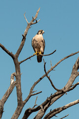Faucon lanier,.Falco biarmicus, Lanner Falcon