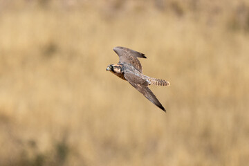 Faucon lanier,.Falco biarmicus, Lanner Falcon