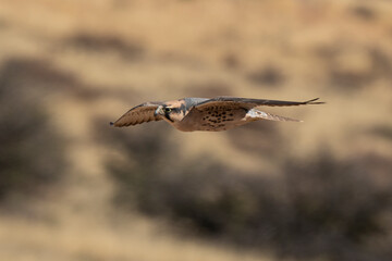 Faucon lanier,.Falco biarmicus, Lanner Falcon