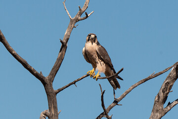Faucon lanier,.Falco biarmicus, Lanner Falcon