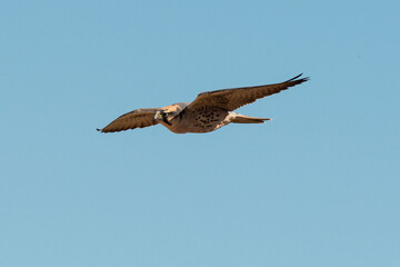 Faucon lanier,.Falco biarmicus, Lanner Falcon