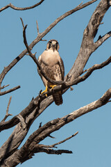 Faucon lanier,.Falco biarmicus, Lanner Falcon