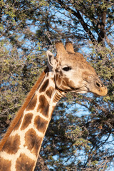 Girafe, Giraffa Camelopardalis, Parc national Kruger, Afrique du Sud