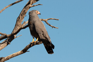 Gymnogène d'Afrique,.Polyboroides typus,  African Harrier Hawk, Afrique du Sud