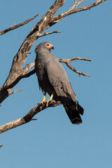 Gymnogène d'Afrique,.Polyboroides typus,  African Harrier Hawk, Afrique du Sud