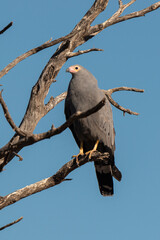 Gymnogène d'Afrique,.Polyboroides typus,  African Harrier Hawk, Afrique du Sud