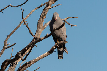 Gymnogène d'Afrique,.Polyboroides typus,  African Harrier Hawk, Afrique du Sud