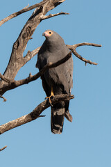 Gymnogène d'Afrique,.Polyboroides typus,  African Harrier Hawk, Afrique du Sud