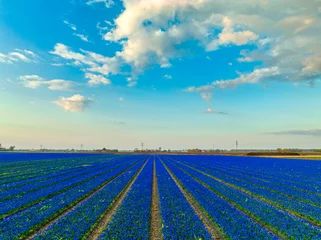 Fotobehang Blue tulips under a blue sky with puffy clouds - Holland - bulbfields - rural © Alex de Haas