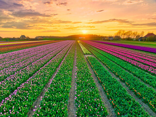 Sunset over Dutch bulbfields - tulips - agriculture - rural
