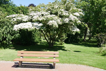 Hartriegel im Grugapark in Essen