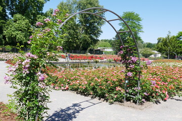 Obraz premium Rosengarten im Grugapark in Essen