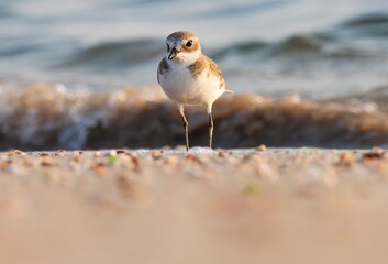Lesser sand plover on the beach. Charadrius mongolus. Bird background. Natural background. Abstract background.