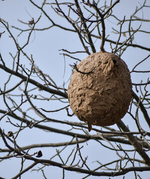 A closeup shot of a beehive or bee colony in the jungles of lower Himalayan region of Uttarakhand India. Mad honey