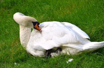  One white mute swan (Cygnus olor) sits on a green meadow and cleans its feathers. Wild birds outdoors photo