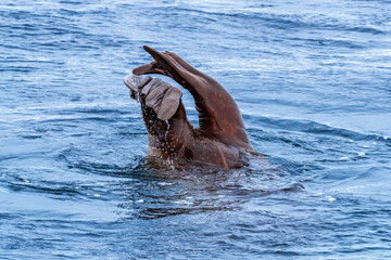 An adult walrus, odobenus rosmarus, dives for shellfish in the icy waters of Svalbard, Arctic Circle. This large marine mammal sucks food from the sediment of the shallower waters © Rixie