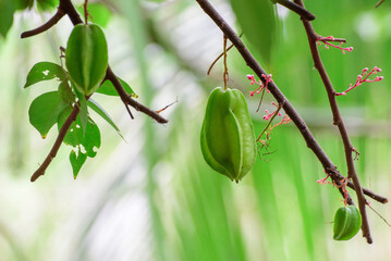 Star fruit hanging on a tree