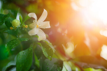 Orange jessamine, Murraya paniculata, Family Rutaceae