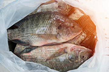 Raw nile tilapia fish