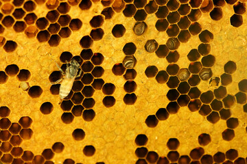 royal bee on honeycomb propolis