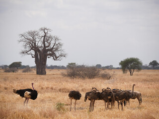 Naklejka na ściany i meble Ostriches in the savanna