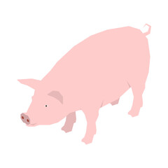 Isometric Pig Illustration