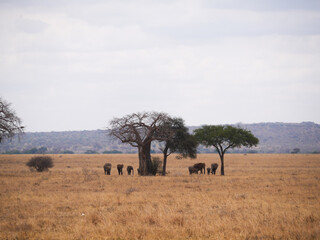 Elephants in the savanna under acacia tree