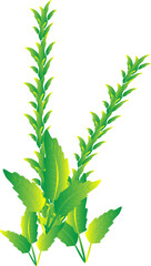 Greenery leaf plants home decorative abstract background art graphic design spring pattern illustration