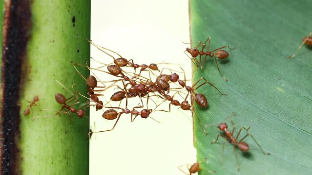 Ant bridge unity team