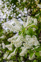 Branch of blossoming bird-cherry tree