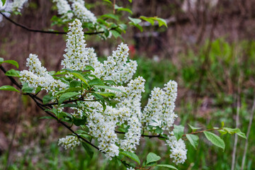 Branch of blossoming bird-cherry tree