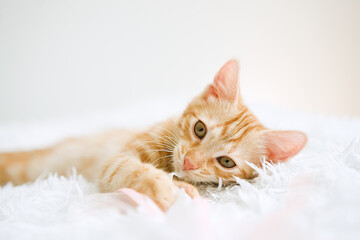 Little red kitten on a white blanket. Kitty three months	