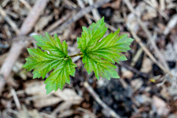 Beautifull young blooming plant by the spring