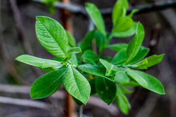 Beautifull young blooming plant by the spring