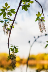Natural background for making good collage