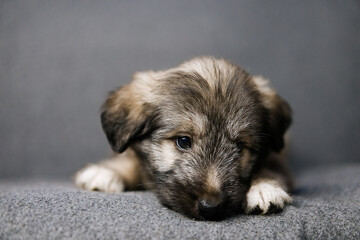 Naklejka na ściany i meble Tiny cute puppy on sofa at home 
