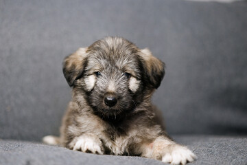 Naklejka na ściany i meble Tiny cute puppy on sofa at home 