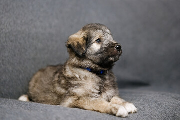 Tiny cute puppy on sofa at home 