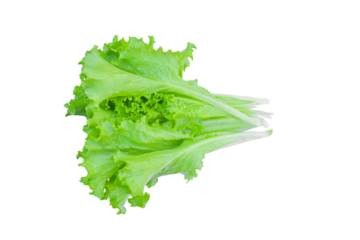 Green lettuce leaves, salad isolated on transparent background - PNG format.